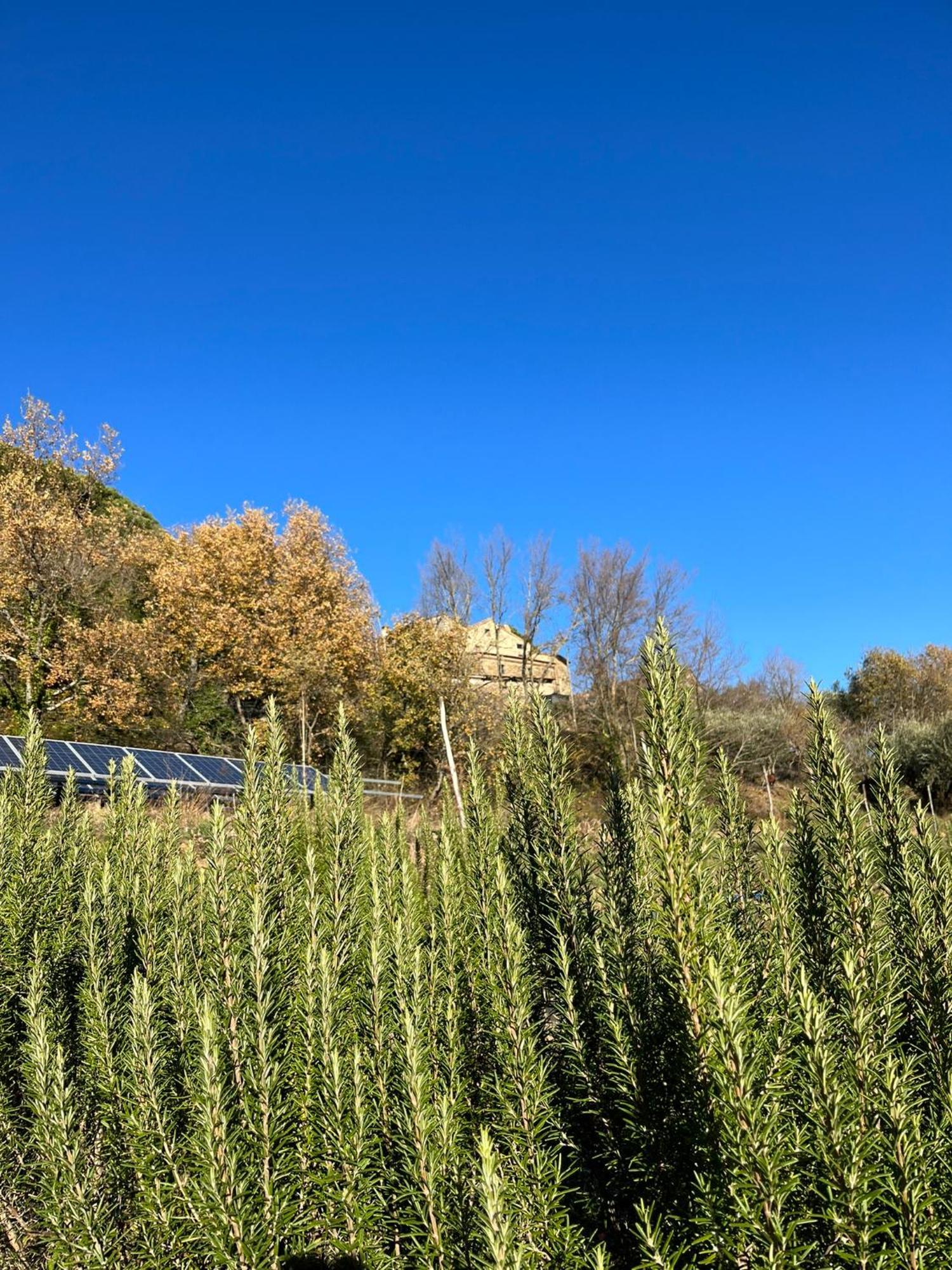 Bio Agriturismo Alba Etrusca Di Cortona - Organic Farmhouse- Appartamento Lavanda-Appartamento Rosmarino - Vasca Idromassaggio Esterna Poggioni Buitenkant foto
